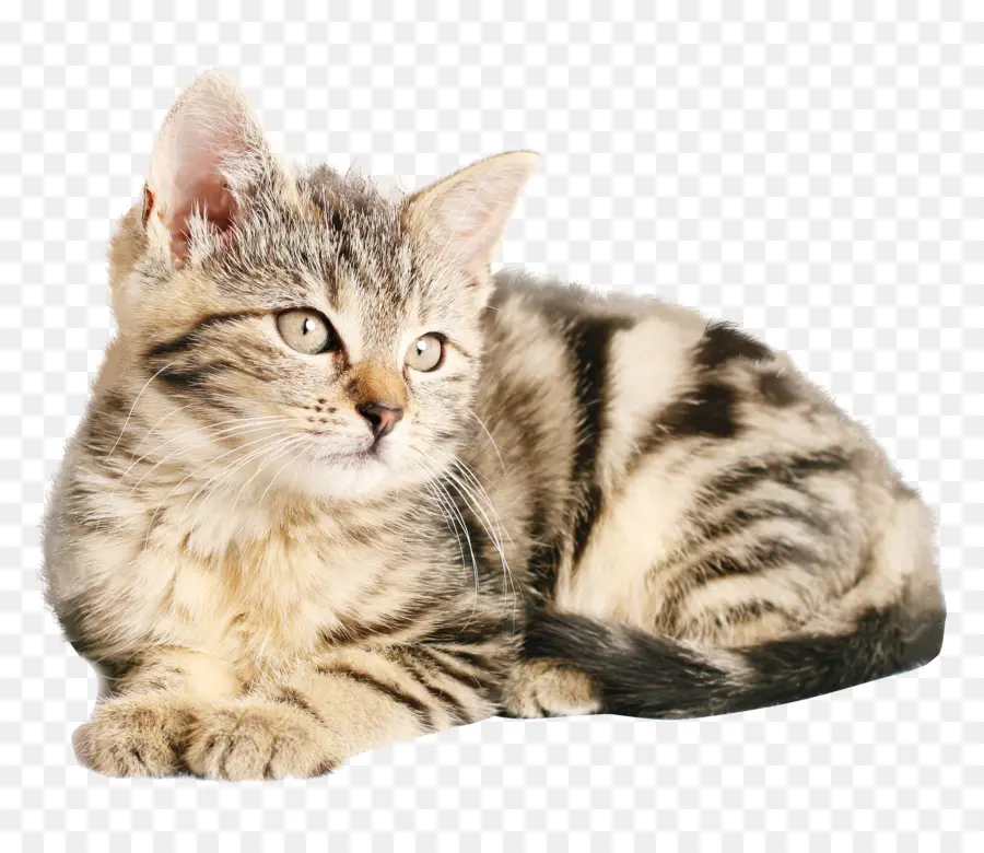 Котенок，кот PNG