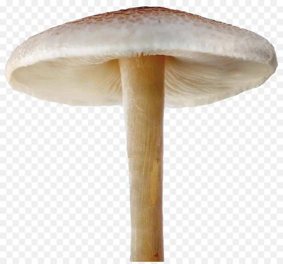 гриб，разрешение изображения PNG