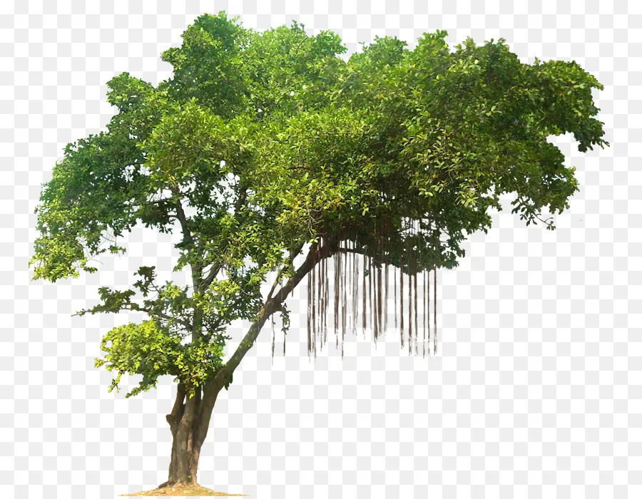 дерево，тропический лес PNG