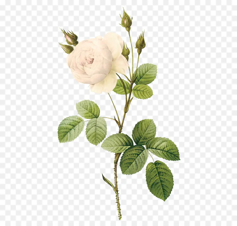 Мосс Роуз，цветок PNG