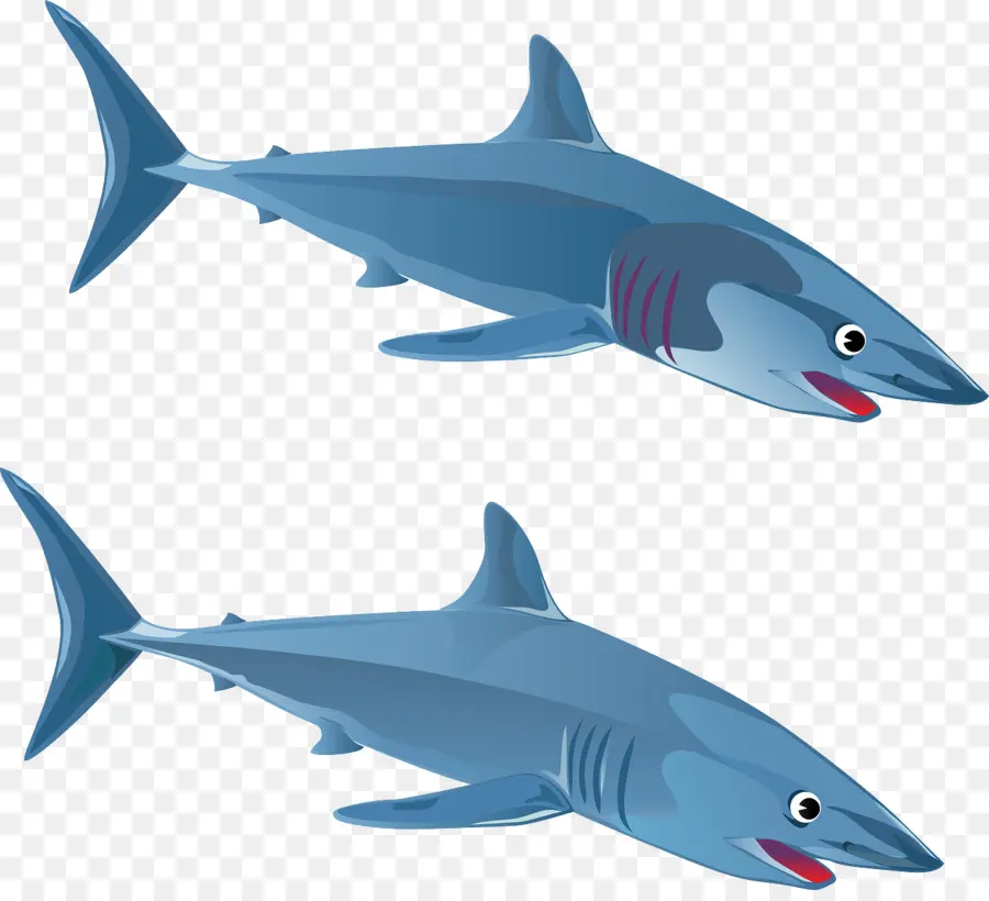 Шарк，большая белая акула PNG