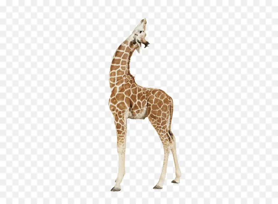 жираф，бумага PNG