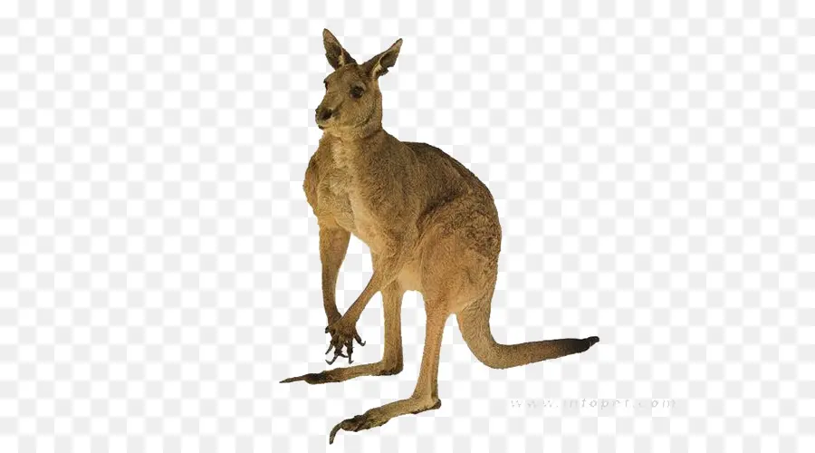 кенгуру，Австралия PNG