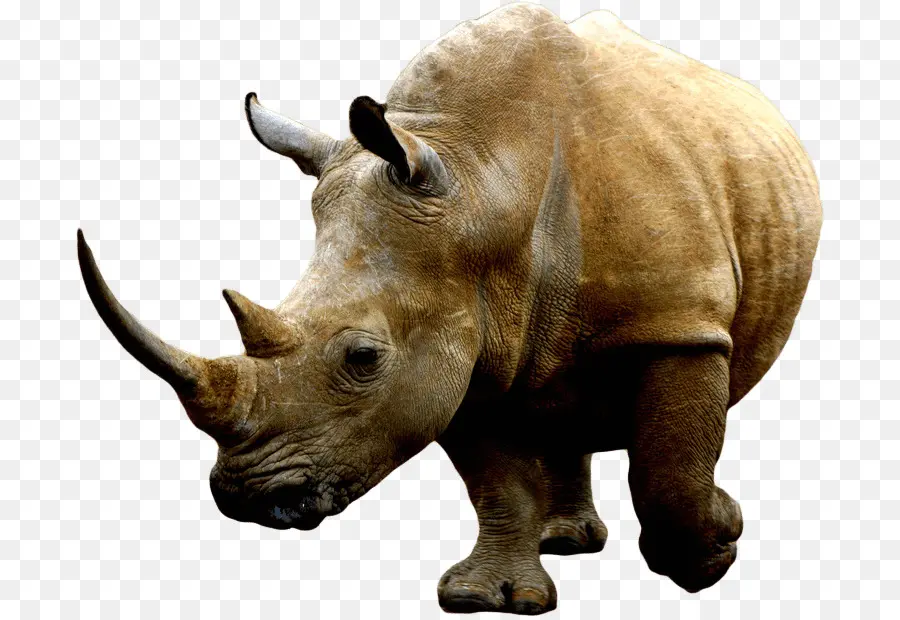 носорог，Африка PNG