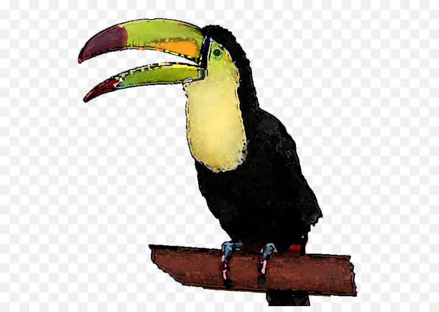 тукан，птица PNG