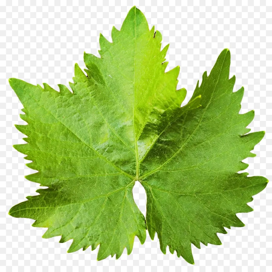 лист，виноградные листья PNG