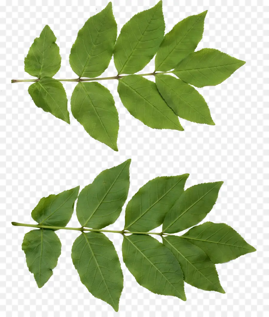 лист，нима дерева PNG