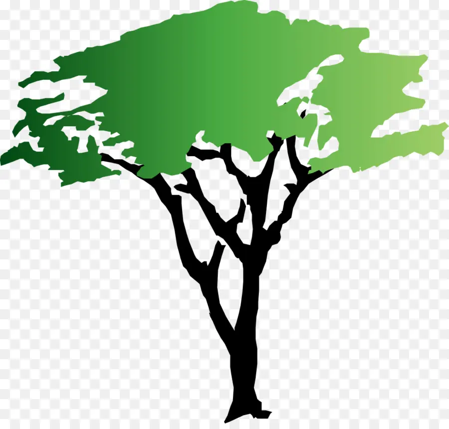дерево，акация PNG