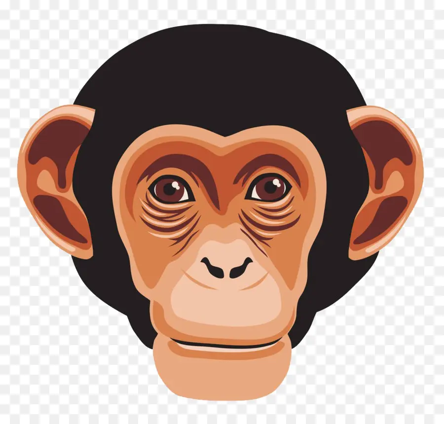 шимпанзе，кривляться PNG