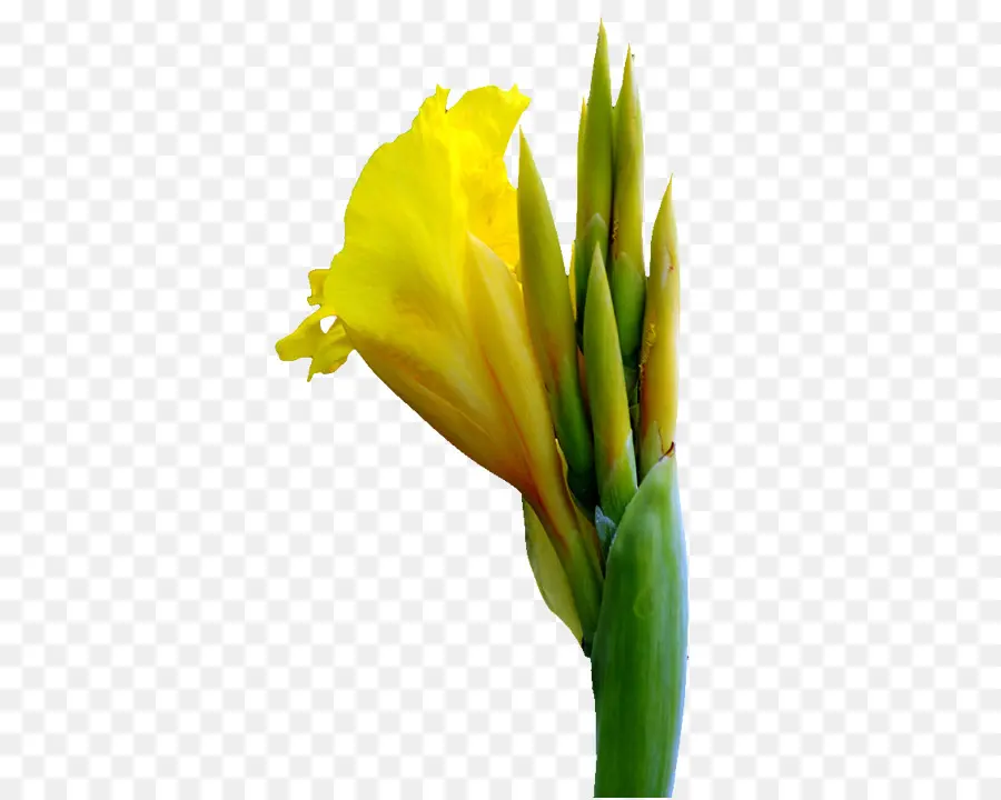 канна，цветок PNG