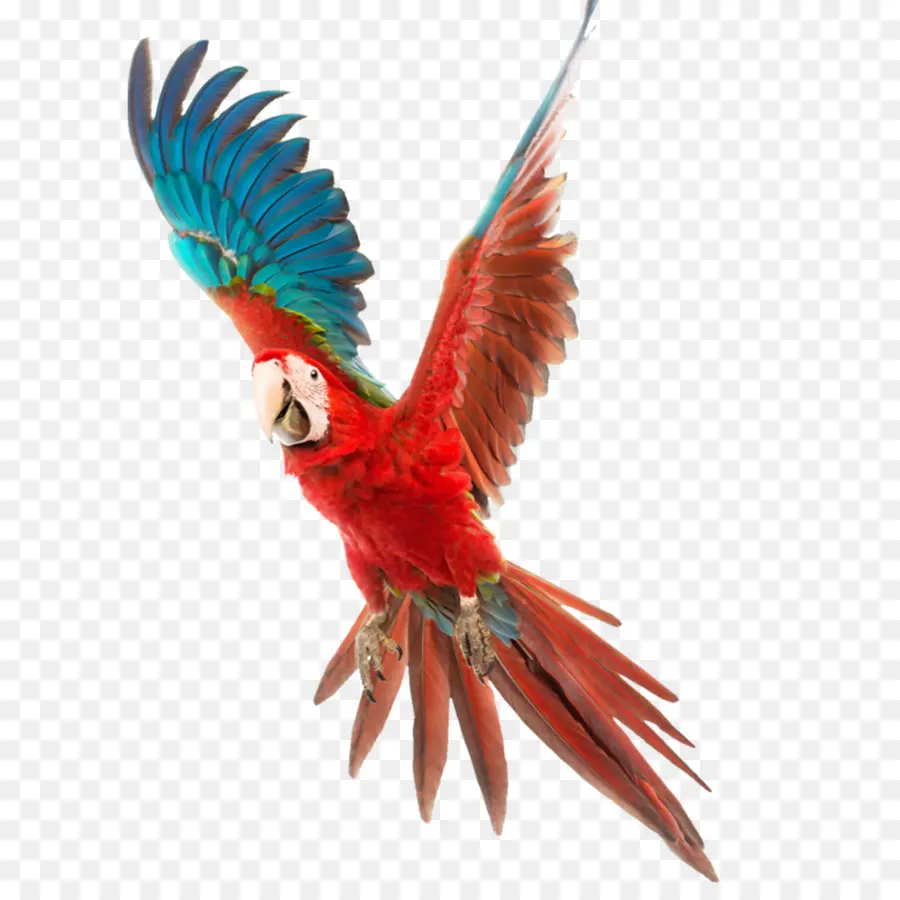 птица，волнистый попугайчик PNG