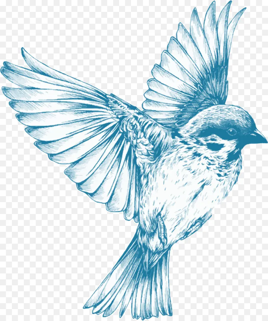 птица，рисунок PNG