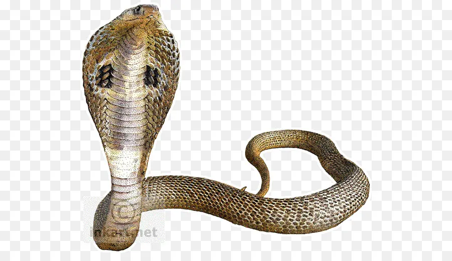 змея，индийская Кобра PNG