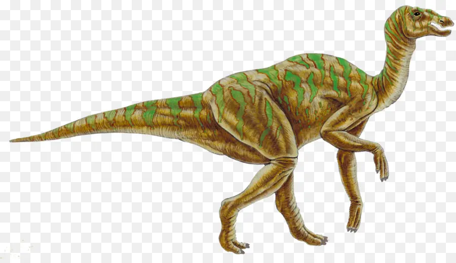 гадрозавров，Kritosaurus PNG