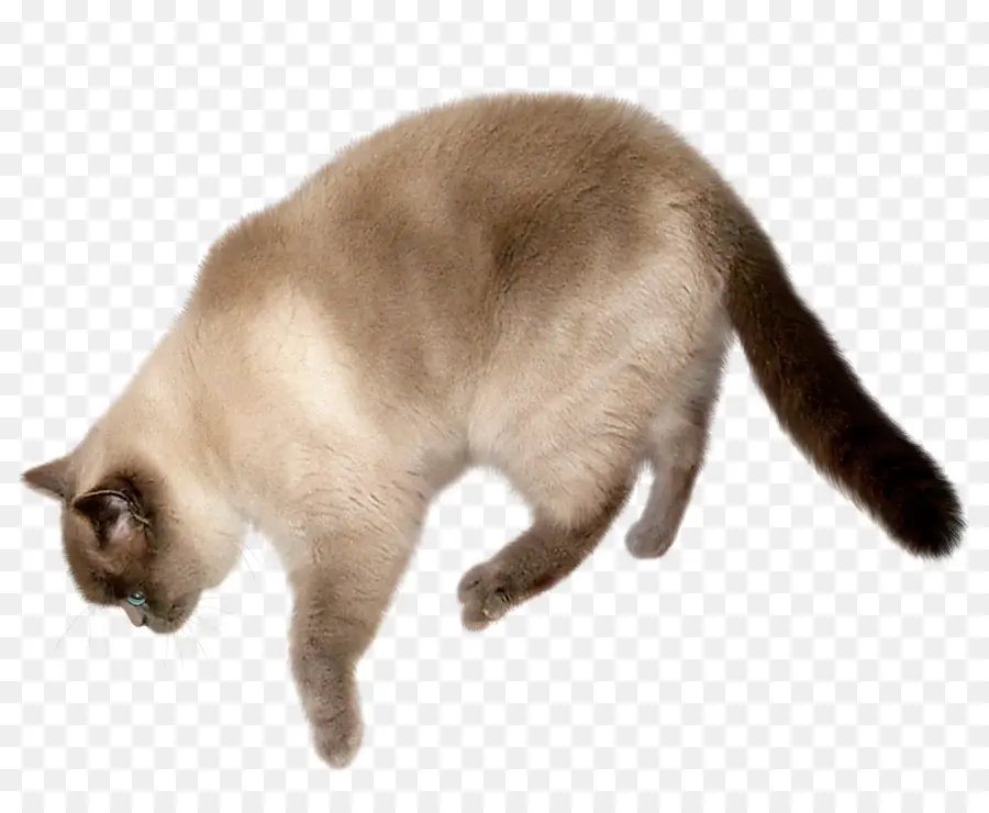 Саванна кошка，персидская кошка PNG