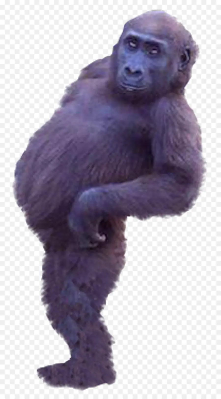 западные гориллы，обыкновенные шимпанзе PNG