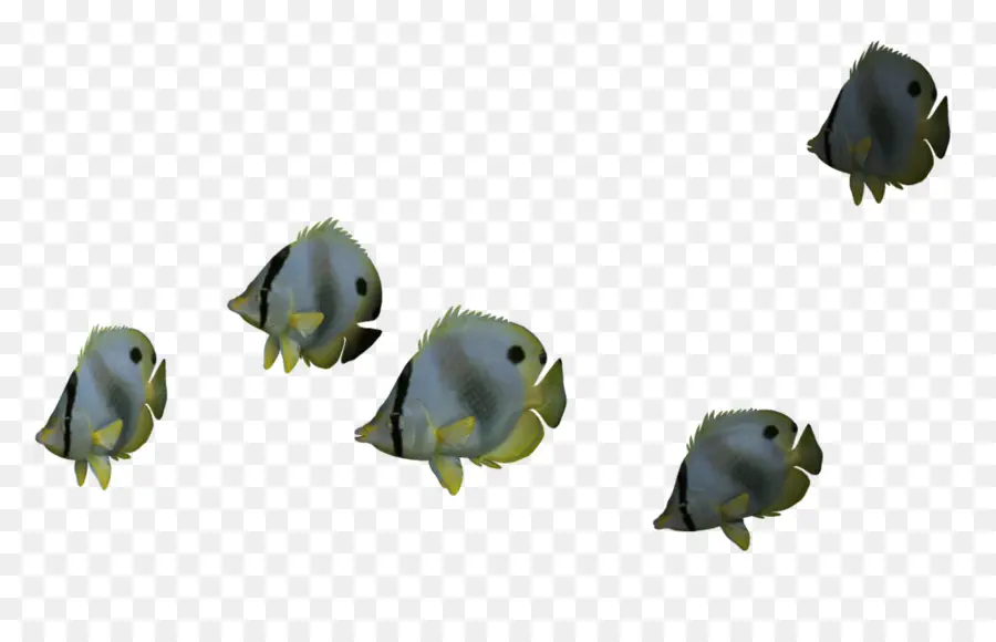 рыбы，щетинозубые PNG
