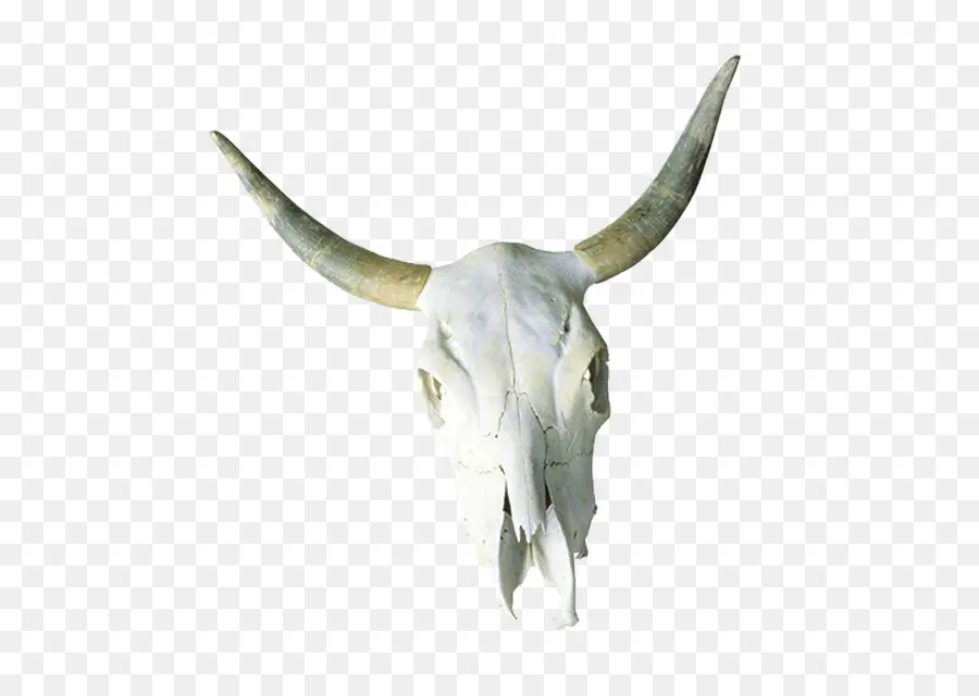 крупный рогатый скот，череп PNG