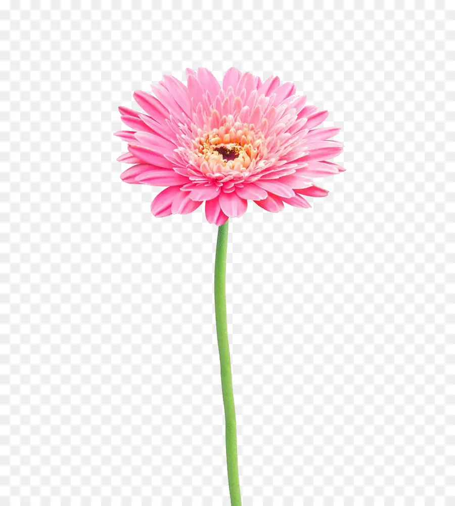 Flower，Stock Photography PNG