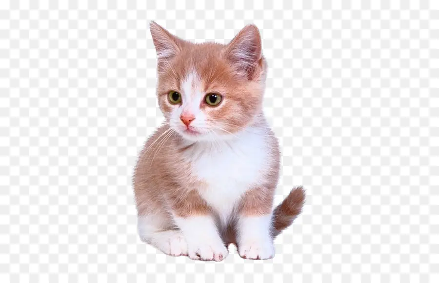 котенок，кошка PNG