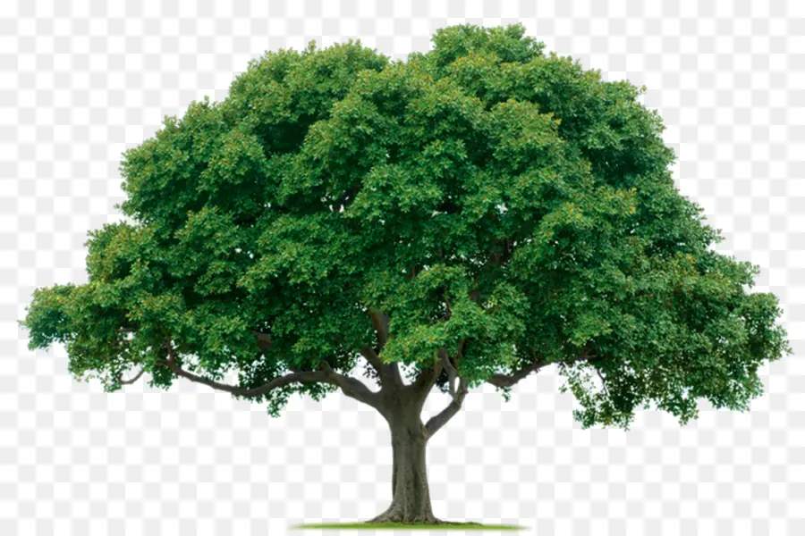 дерево，ООО Lawntek PNG