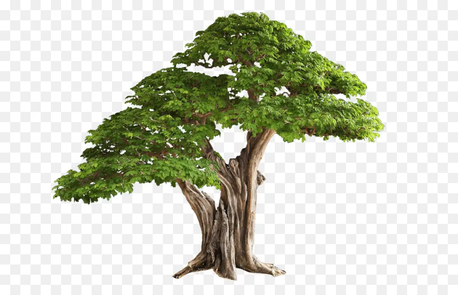 дерево，скачать PNG