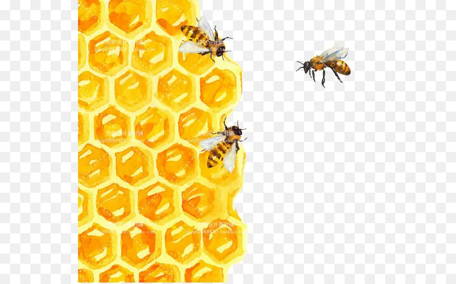 Пчелка，сота PNG