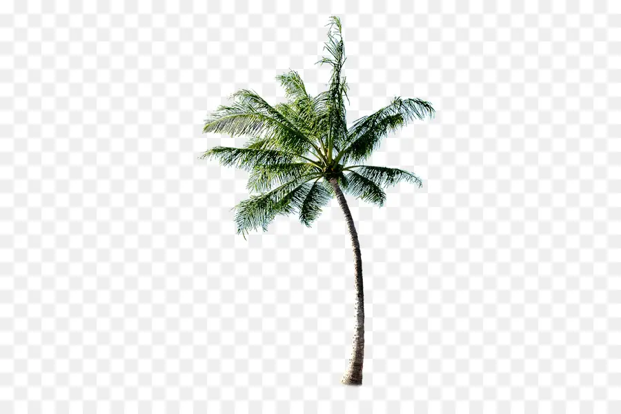 дерево，пляж PNG