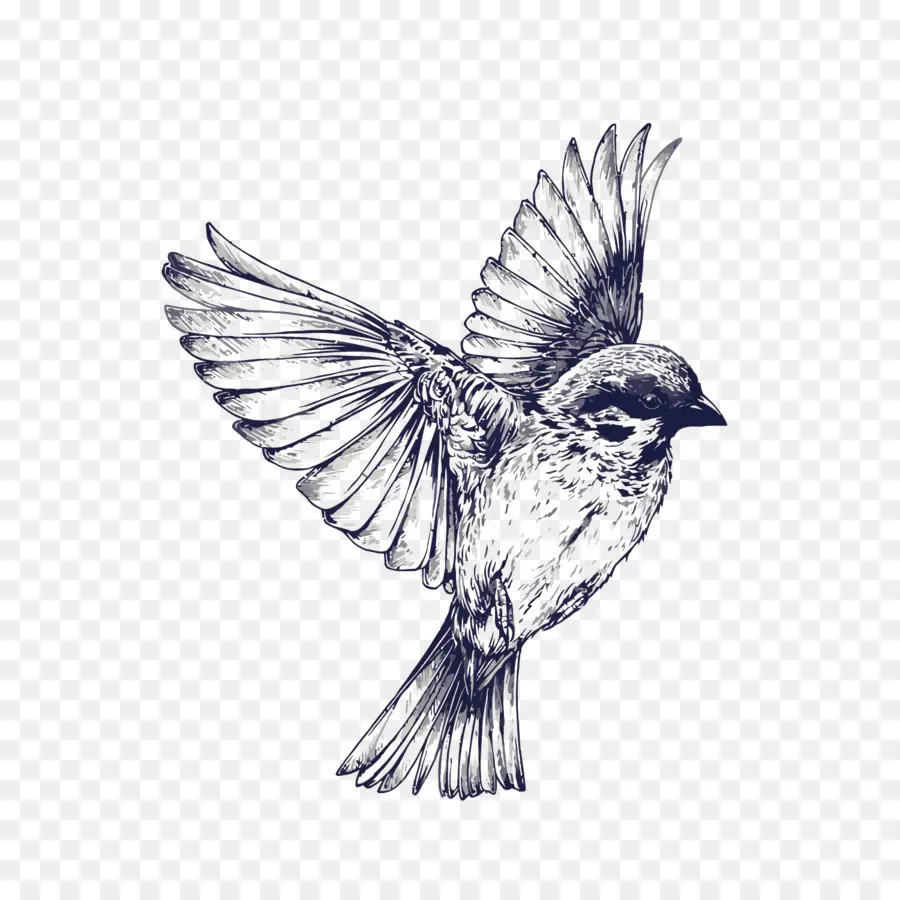 птица，татуировки PNG