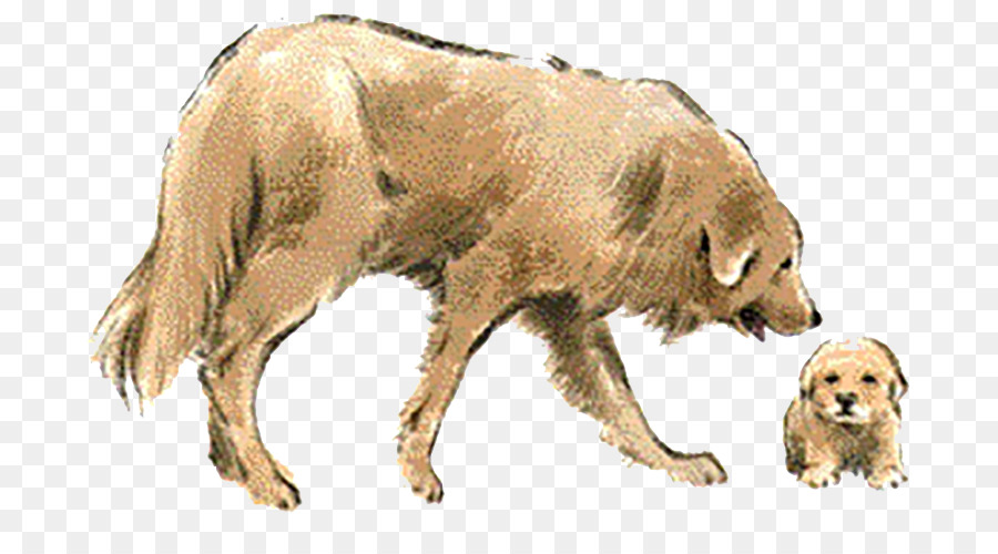 золотистый ретривер，собака породы PNG