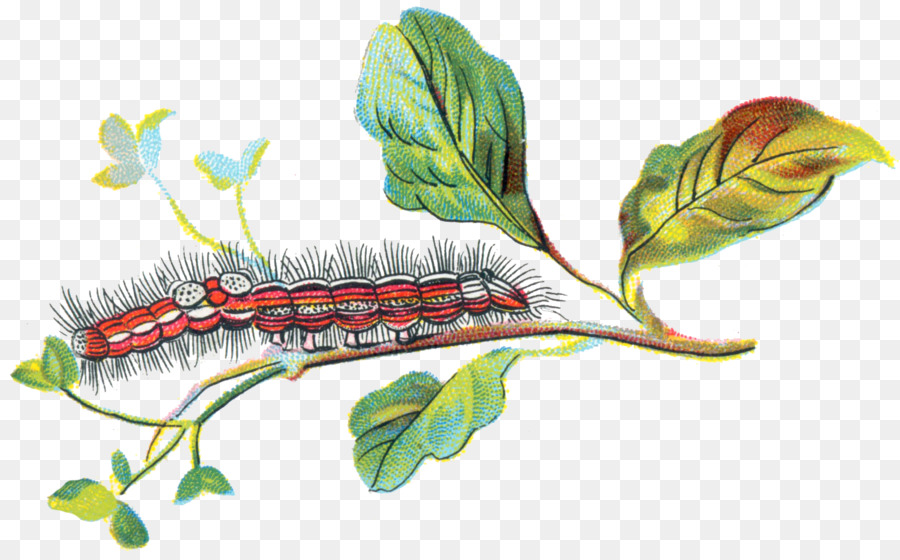 гусеница，секрет детства PNG