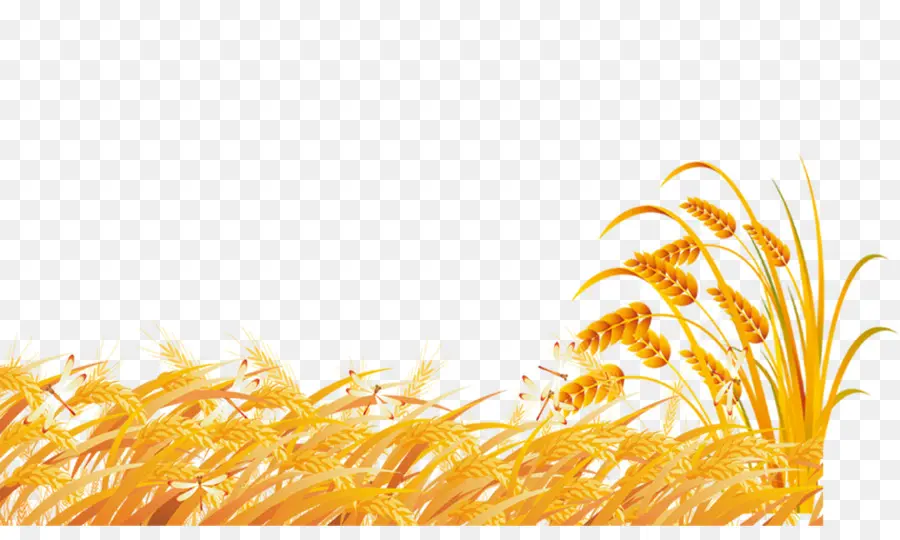 пшеницы，фундальном отделе PNG