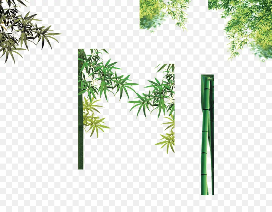 бамбук，Bamboe PNG