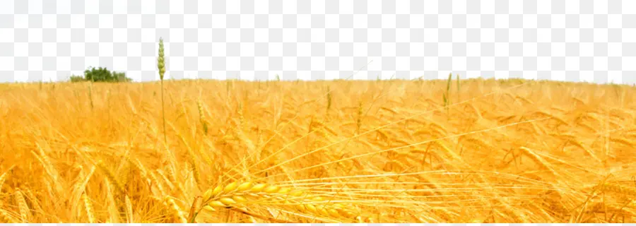пшеницы，рис PNG