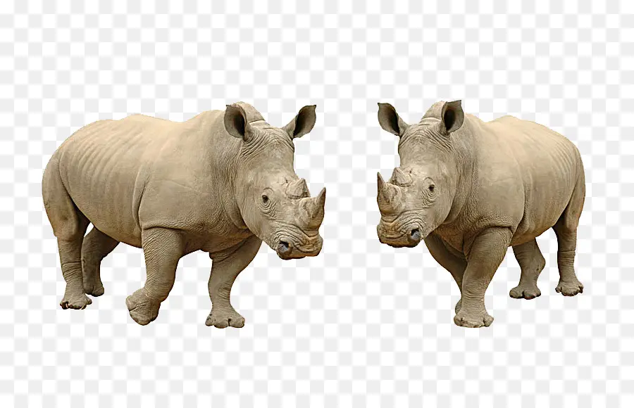 носорог，гиппопотам PNG