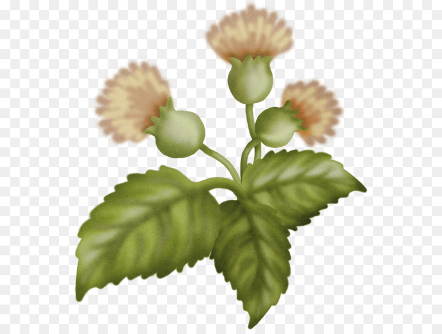 цветок，одуванчик PNG