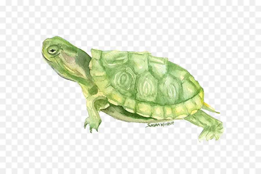 черепаха，акварельная живопись PNG