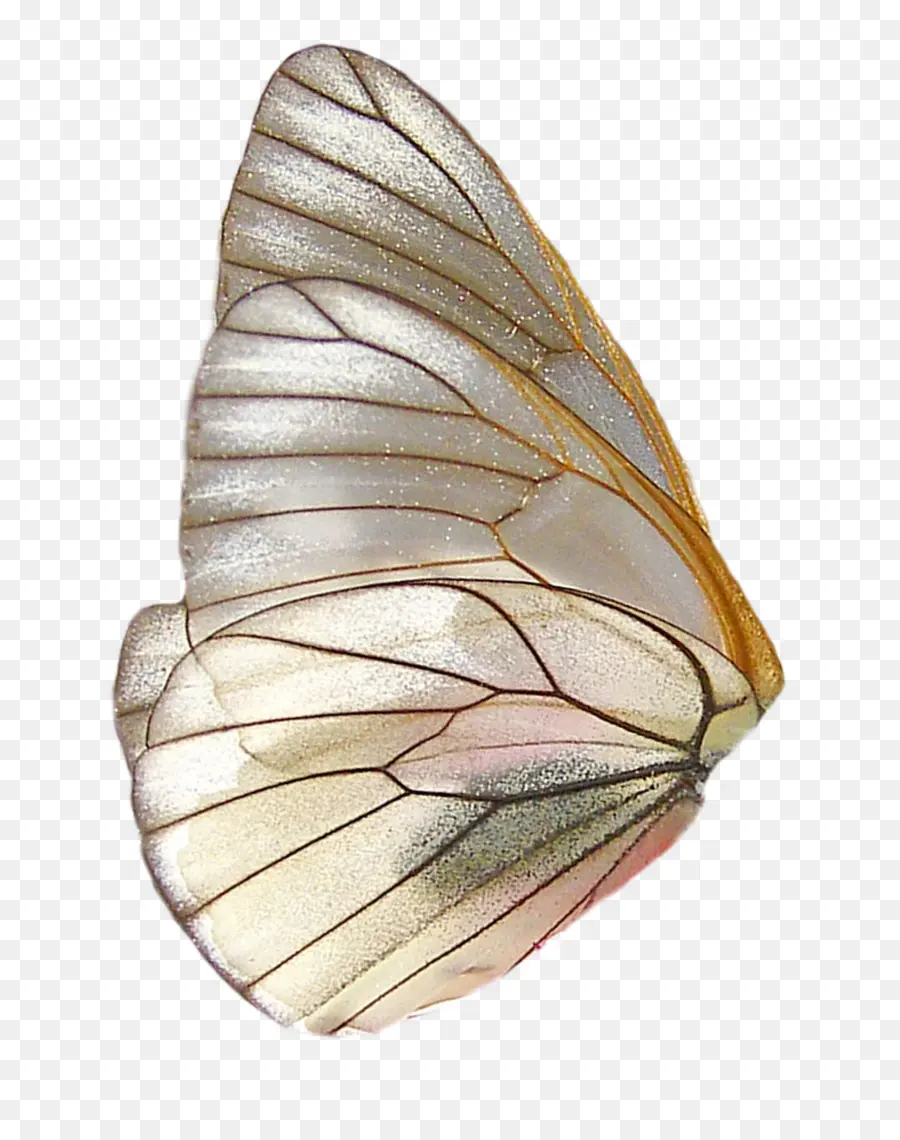 бабочка，крыло PNG