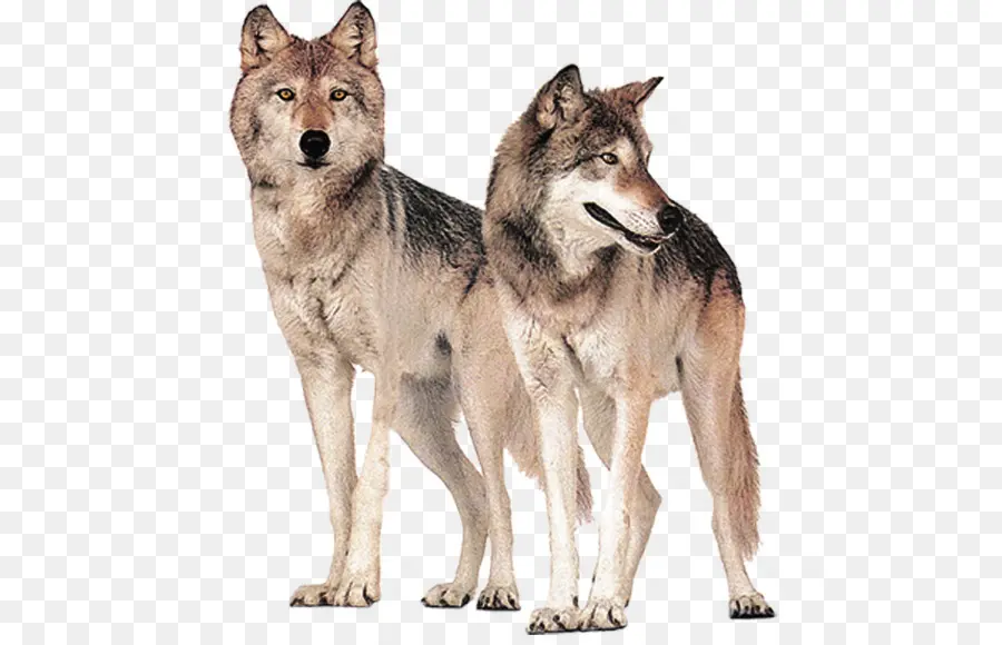 серый волк，волки PNG