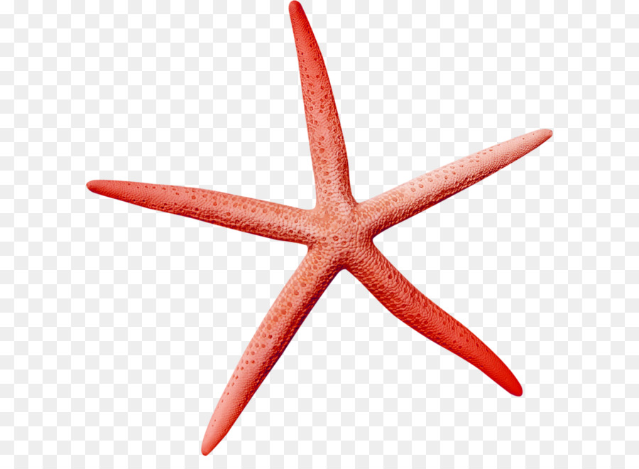 морская звезда，скачать PNG