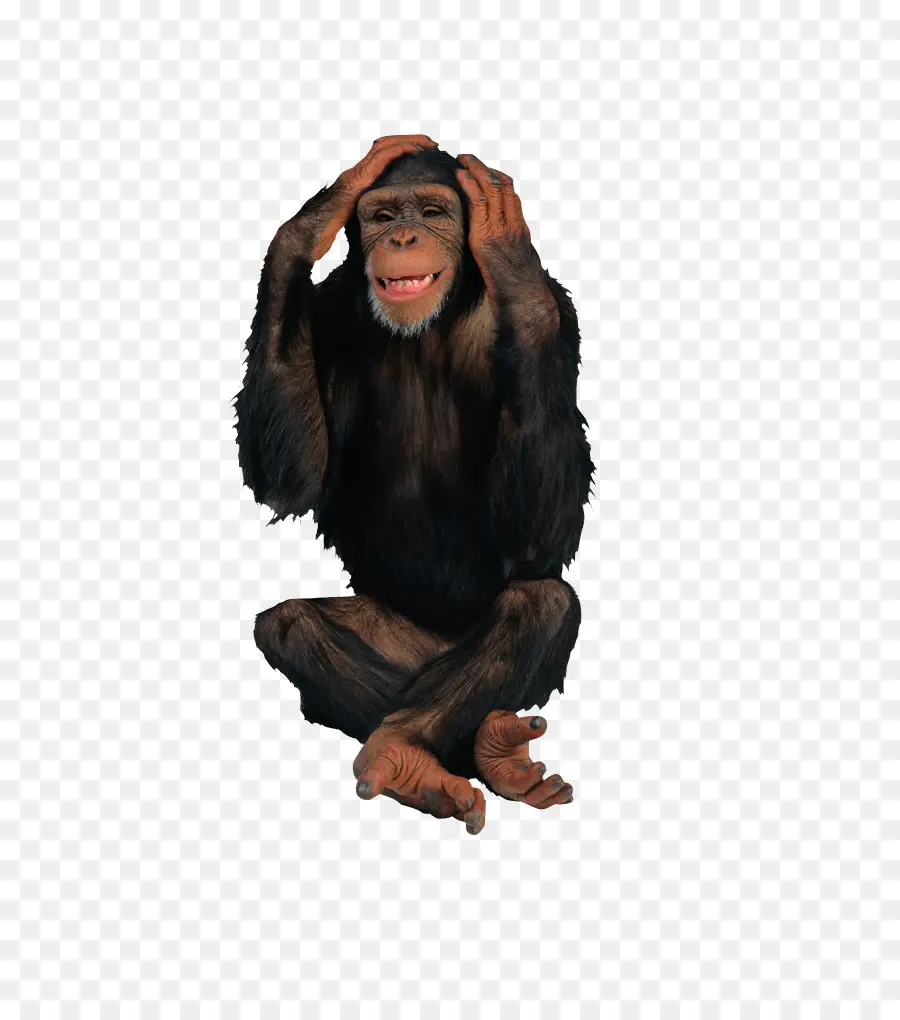 приматов，шимпанзе PNG