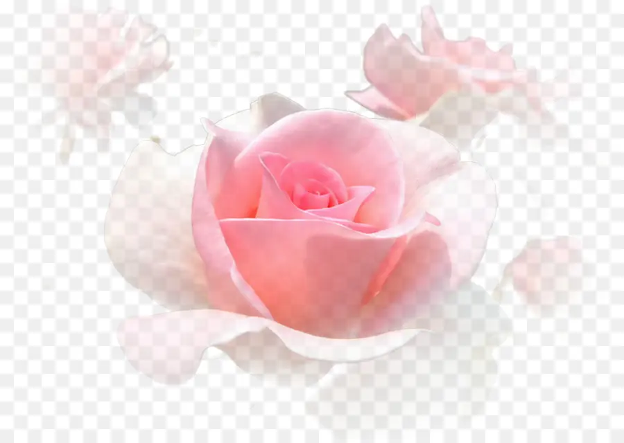 розовый，сад роз PNG