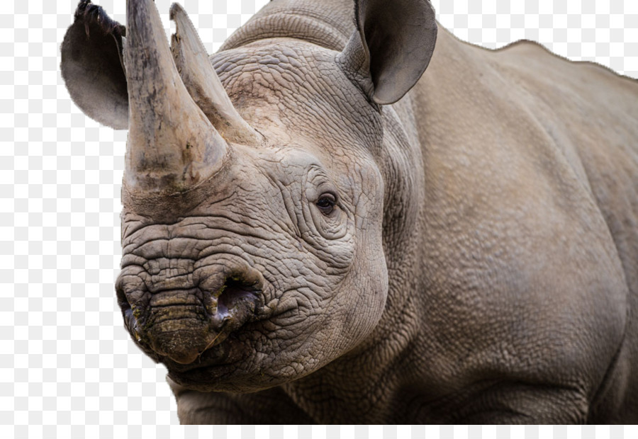 национальный парк Крюгера，носорог PNG
