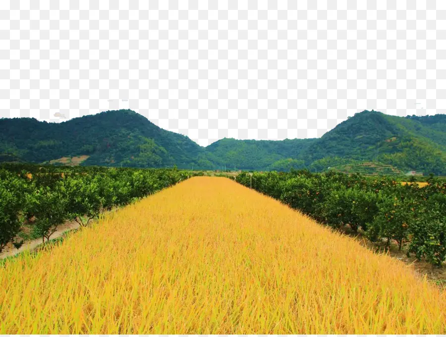 рисовом поле，рис PNG