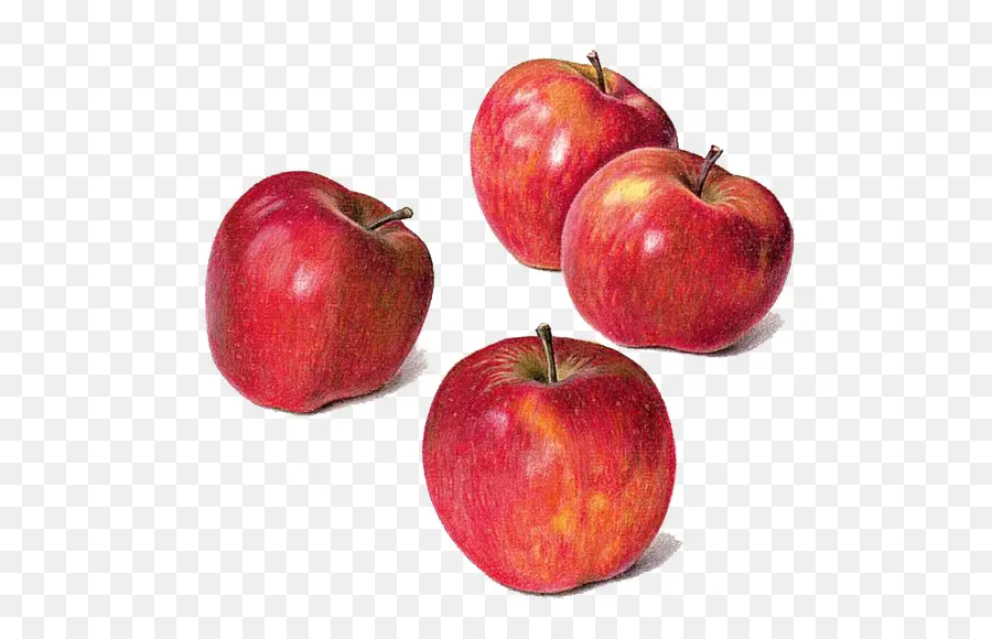 рисунок，яблоко PNG