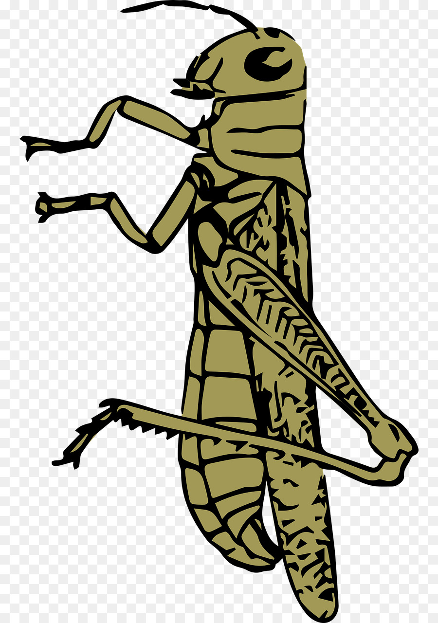 кузнечик，насекомое PNG