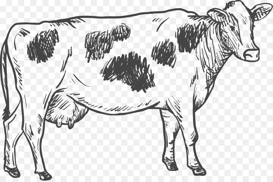 крупный рогатый скот，рисунок PNG