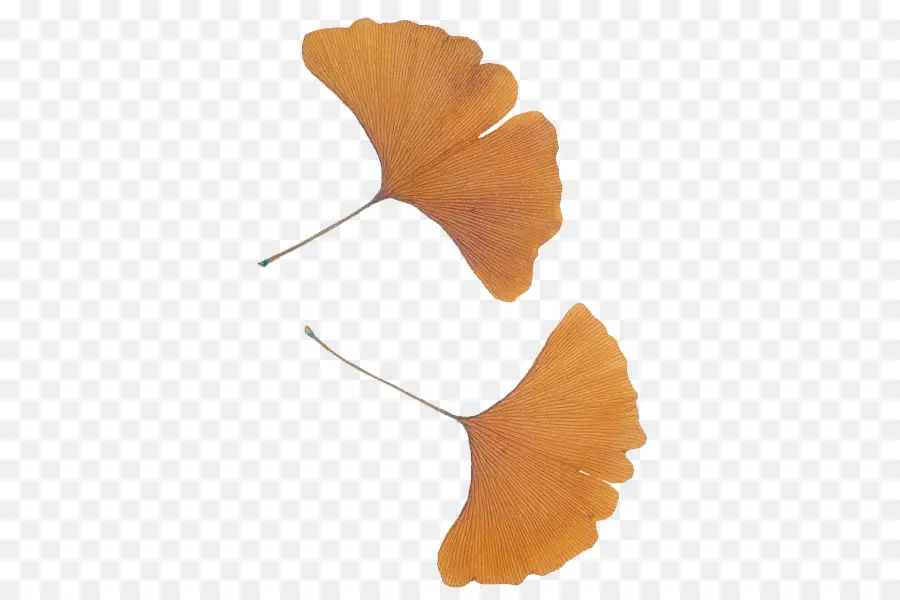 гинкго билоба，Leaf PNG