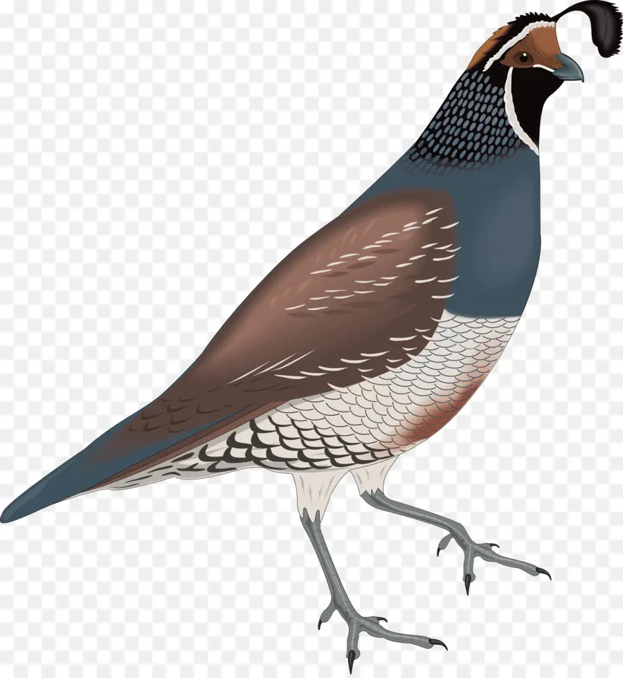 перепела，птица PNG