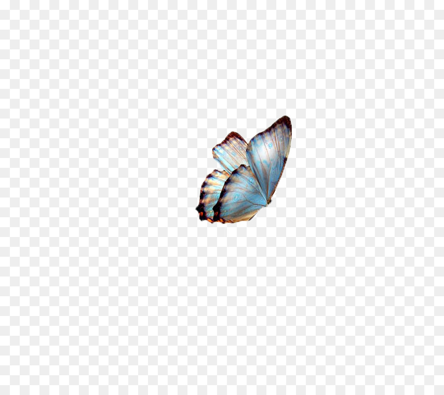 бабочка，кожа PNG